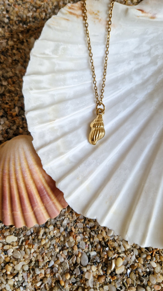 Collier Coquillage - Nasse