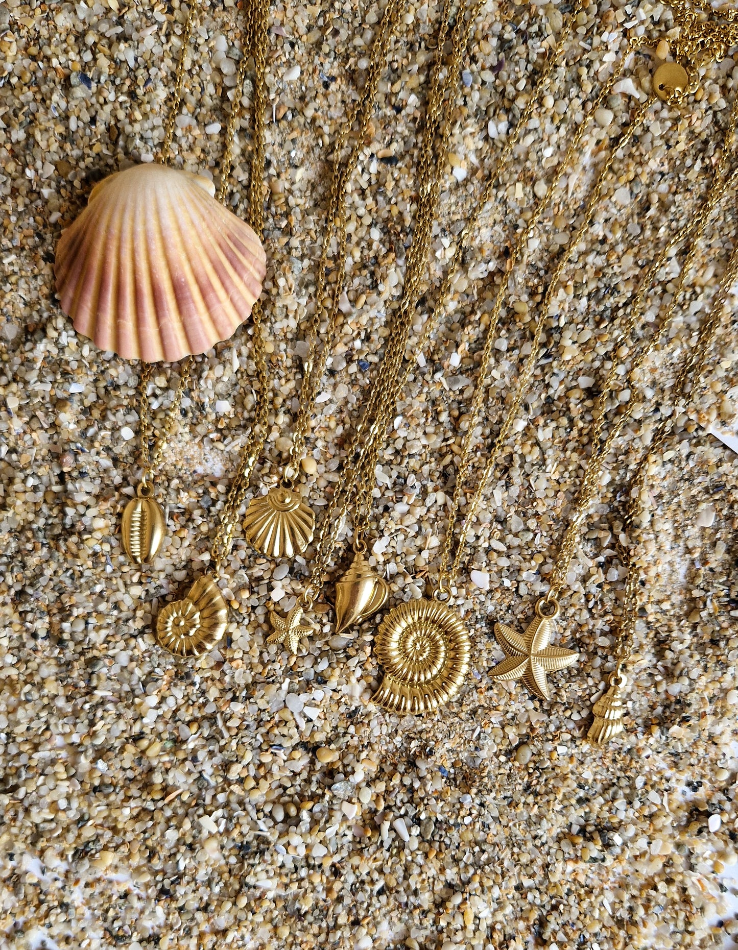 Collier Coquillage - Nasse