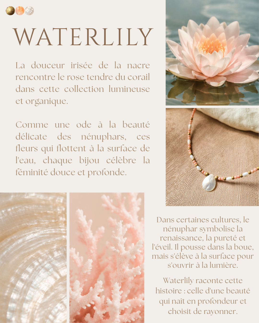 Waterlily