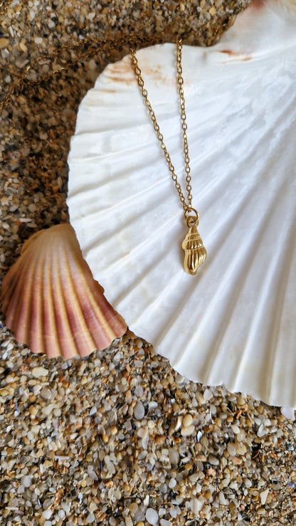 Collier Coquillage - Nasse