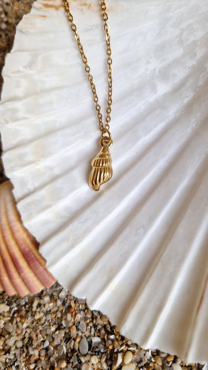 Collier Coquillage - Nasse