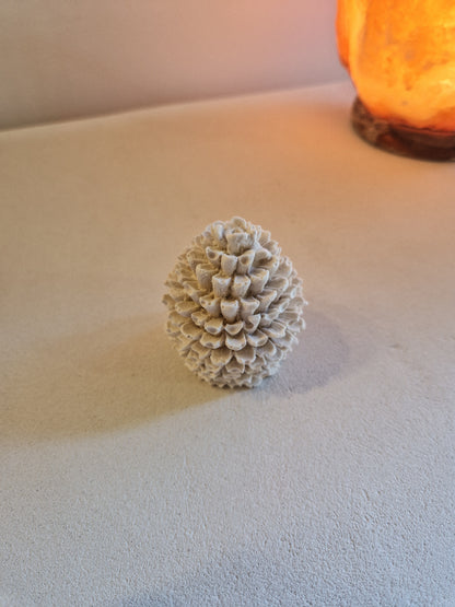 Pomme de pin
